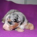 Akiba und Sunnys  Nachwuchs